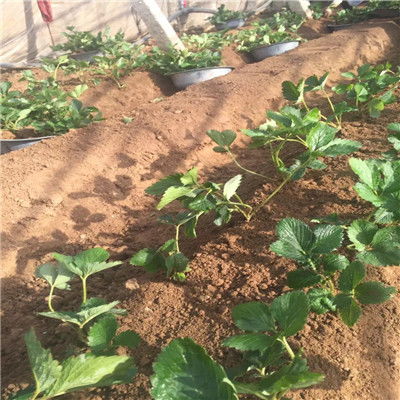 艷麗草莓苗價(jià)格解析與農(nóng)民自產(chǎn)自銷(xiāo)的經(jīng)營(yíng)模式