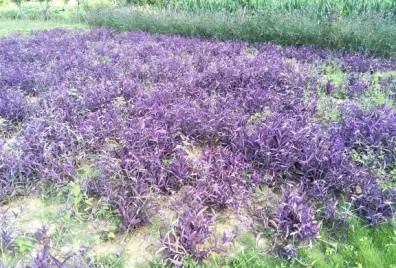 聚焦富民 以樹(shù)木種植經(jīng)營(yíng)充實(shí)百姓口袋