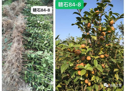 又是一年春來到，油茶種植正當時 良種壯苗與農副產品銷售的雙重關鍵