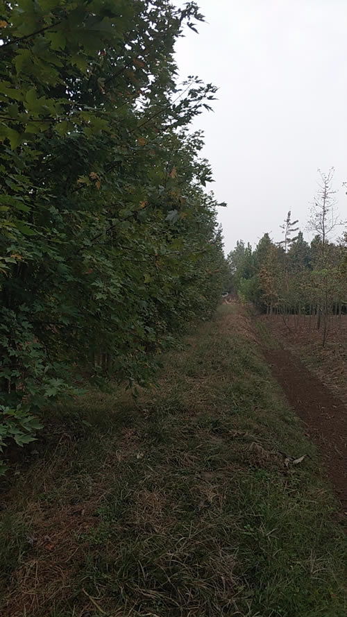 6公分國(guó)槐市場(chǎng)價(jià)格指南與旭堯苗木種植農(nóng)副產(chǎn)品銷(xiāo)售