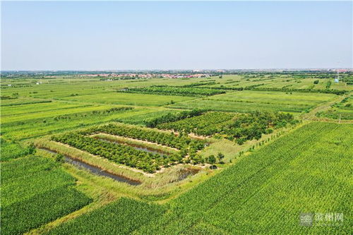 心里裝著群眾，腳步丈量藍圖——記土專家劉國利的農副產品銷售之路