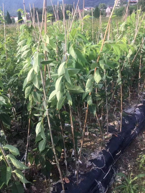 八重垂枝櫻花的種植歷史與農(nóng)副產(chǎn)品銷(xiāo)售