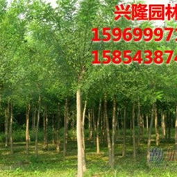 山東濱州興隆景觀苗木銷(xiāo)售公司 優(yōu)質(zhì)速生國(guó)槐與白蠟的專業(yè)供應(yīng)商