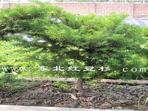 東北紅豆杉保定培育基地苗木47號(hào)樹(shù)木種植與經(jīng)營(yíng)