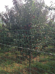 承德縣林楓苗木種植專業(yè)合作社 優(yōu)質(zhì)海棠樹(shù)與農(nóng)副產(chǎn)品的專業(yè)供應(yīng)商