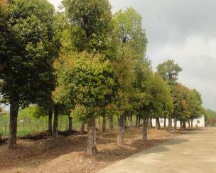 宿州市徽之風苗木種植有限責任公司 專業樹木種植與經營管理