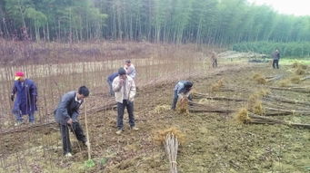 小小苗木助增收 農(nóng)副產(chǎn)品銷售的創(chuàng)新路徑