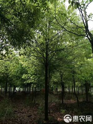 15公分全冠香樟 城市綠化的優選苗木及其農副產品銷售價值